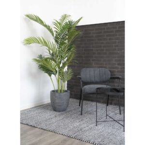 Areca Palme – Bild 2