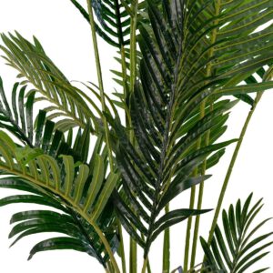 Areca Palme – Bild 3