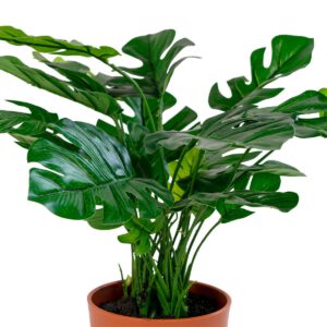 Monstera – Bild 3