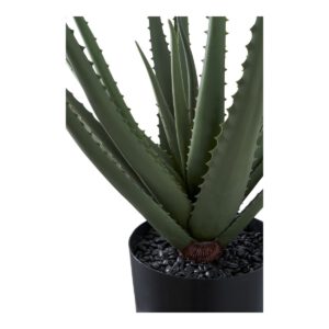 Aloe Vera – Bild 3