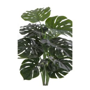 Monstera – Bild 3