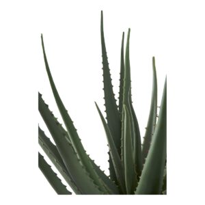 Aloe Vera – Bild 4