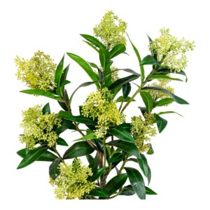 Skimmia-Baum - Grün – Bild 2