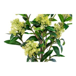 Skimmia-Baum - Grün – Bild 3